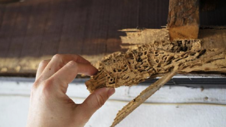 Jangan Diabaikan! Tanda-Tanda Rumah Anda di Jogja Sudah Dikuasai Rayap